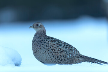 Common pheasant Phasianus colchicus in close view