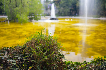 Naklejka premium Beautiful view of lake with yellowish water surrounded by trees