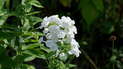 There are many white phlox flowers on the stem of the plant. Inflorescence of white flowers, close-up.
