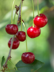 A few ripe cherries on a branch, close-up.