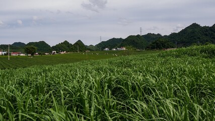 Champs et paysage du nord Vietnam.