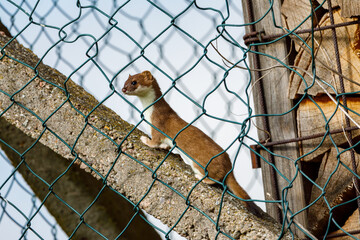 A weasel in the wildlife