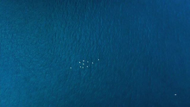 Gaviotas drone