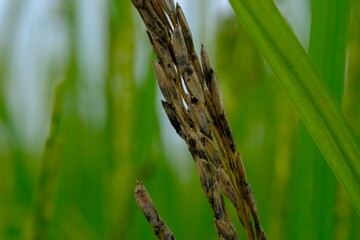 Fototapeta premium close up of reed