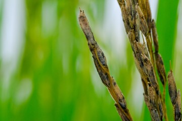 a spider on the grass