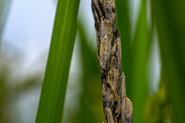 close up of a grass