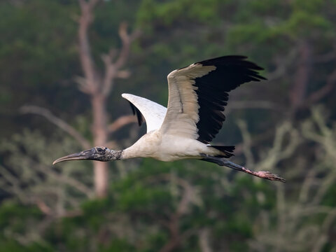 wood stork flying through the marsh