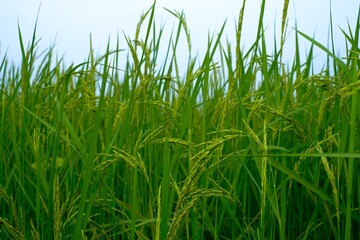 green grass on a blue background