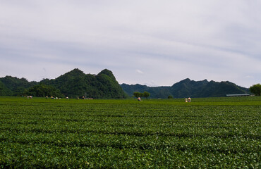 Fototapeta na wymiar Champs de thé dans le nord Vietnam.