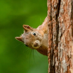 Red squirrel (Sciurus vulgaris) an adorable furry mammal living in the forest. Detailed portrait of a wild cute squirrel sitting on a tree with soft green background. Czech Republic