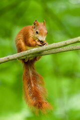 Red squirrel (Sciurus vulgaris) an adorable furry mammal living in the forest. Detailed portrait of a wild cute squirrel sitting on a tree with soft green background. Czech Republic