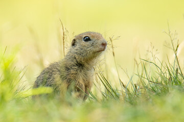 European ground squirrel (Spermophilus citellus) an adorable furry mammal living in the fields. Detailed portrait of a wild cute animal sitting in the grass with soft green background. Czech Republic
