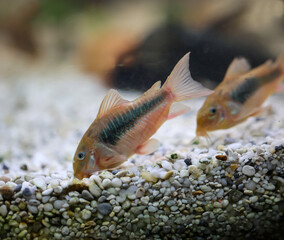 Mehrere Metall Panzerwelse in einem Aquarium in einer Gruppe.