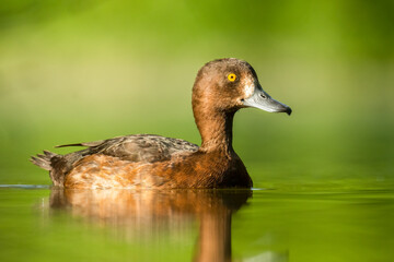 Tufted duck (Aythya fuligula) swimming on a small beautiful lake. Detailed portrait of a rare colourful duck in its habitat with soft background. Wildlife scene from nature. Czech Republic