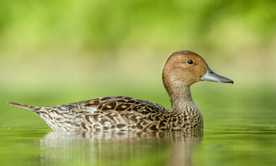 Northern pintail (Anas acuta) swimming on a small beautiful lake. Detailed portrait of a rare colourful duck in its habitat with soft background. Wildlife scene from nature. Czech Republic