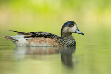 Chiloe wigeon (Malea sibilatrix) swimming on a small beautiful lake. Detailed portrait of a rare colourful duck in its habitat with soft background. Wildlife scene from nature. Czech Republic