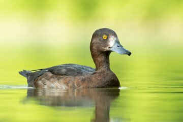 Tufted duck (Aythya fuligula) swimming on a small beautiful lake. Detailed portrait of a rare colourful duck in its habitat with soft background. Wildlife scene from nature. Czech Republic