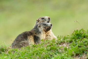 Alpine marmot (Marmota marmota) sitting in the grass. Detailed portrait of a beautiful mammal in its natural habitat with soft background. Wildlife scene from nature. Austria