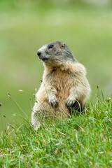 Alpine marmot (Marmota marmota) sitting in the grass. Detailed portrait of a beautiful mammal in its natural habitat with soft background. Wildlife scene from nature. Austria