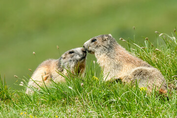 Alpine marmot (Marmota marmota) sitting in the grass. Detailed portrait of a beautiful mammal in its natural habitat with soft background. Wildlife scene from nature. Austria