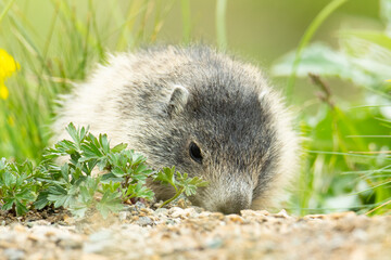 Alpine marmot (Marmota marmota) sitting in the grass. Detailed portrait of a beautiful mammal in its natural habitat with soft background. Wildlife scene from nature. Austria