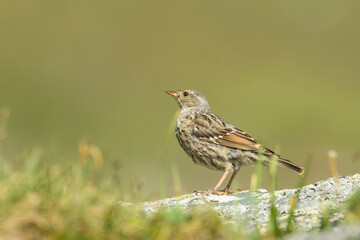 Alpine accentor (Prunella collaris) sitting on a rock. Detailed portrait of a beautiful mountain bird in its habitat with soft background. Wildlife scene from nature. Austria