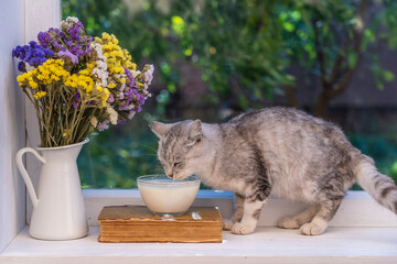 Cute little gray cat drinking milk from glass bowl on the windowsill