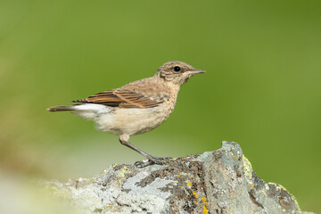 Northern wheatear (Oenanthe oenanthe) sitting on a rock and feeding a juvenile. Detailed portrait of a beautiful mountain bird in its habitat with soft background. Wildlife scene from nature. Austria