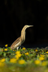 Squacco heron (Ardeola ralloides) a beautiful waterbird standing in the water of a muddy lake. Detailed portrait of an heronin its habitat. Wildlife scene from nature. Hungary