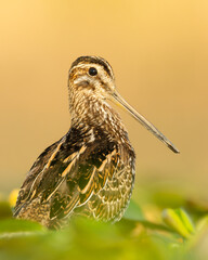 Common snipe (Gallinago gallinago) a beautiful shorebird standing in the water of a muddy lake. Detailed portrait of a wader in its habitat. Wildlife scene from nature. Hungary