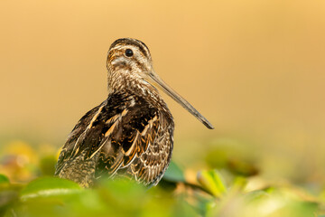 Common snipe (Gallinago gallinago) a beautiful shorebird standing in the water of a muddy lake. Detailed portrait of a wader in its habitat. Wildlife scene from nature. Hungary