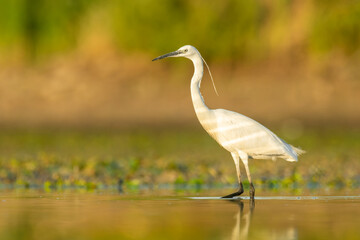 Little egret (Egretta garzetta) a beautiful waterbird standing in the water of a muddy lake. Detailed portrait of an egret in its habitat. Wildlife scene from nature. Hungary