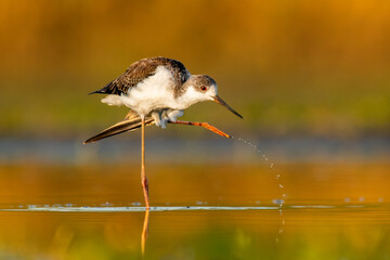 Black-winged stilt (Himantopus himantopus) a beautiful shorebird standing in the water of a muddy lake. Detailed portrait of a wader in its habitat. Wildlife scene from nauture. Hungary