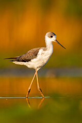 Black-winged stilt (Himantopus himantopus) a beautiful shorebird standing in the water of a muddy lake. Detailed portrait of a wader in its habitat. Wildlife scene from nauture. Hungary