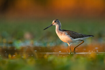 Common greenshank (Tringa nebularia) a beautiful shorebird standing in the water of a muddy lake. Detailed portrait of a wader in its habitat. Wildlife scene from nature. Hungary