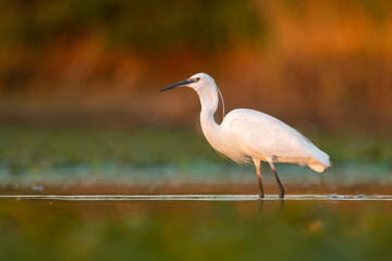 Little egret (Egretta garzetta) a beautiful waterbird standing in the water of a muddy lake. Detailed portrait of an egret in its habitat. Wildlife scene from nature. Hungary