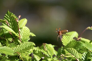 Fliegender Maikäfer