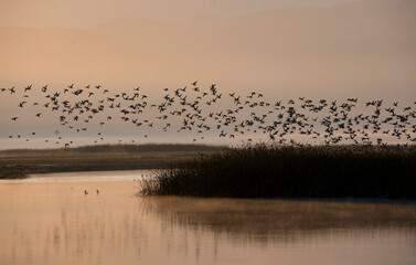 flock of ducks take off over a pond at sunrise in San jacinto wildlife area 
