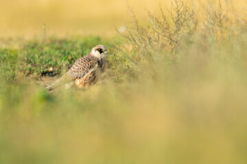 Red-footed falcon (Falco vespertinus) a beautiful bird of prey sitting on a perch with soft background. Detailed portrait of a falcon in its habitat. Wildlife scene from nature. Hungary