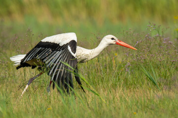 White stork (Ciconia ciconia) a beautiful stork standing on a meadow. Detailed portrait of a stork in its habitat. Wildlife scene from nauture. Hungary