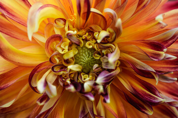 Macro image of the center of a colorful Akita dahlia flower. Orange, red, and yellow flowers. Many curled petals.  