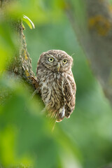 Little owl (Athene noctua) a beautiful owl sitting on a perch in a tree with soft background. Detailed portrait of an owl in its habitat. Wildlife scene from nature. Hungary