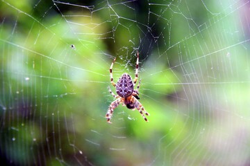 Kreuzspinne im Netz
