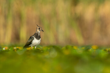 Northern lapwing (Vanellus vanellus) a beautiful shorebird standing in the water of a muddy lake. Detailed portrait of a lapwing in its habitat. Wildlife scene from nauture. Hungary