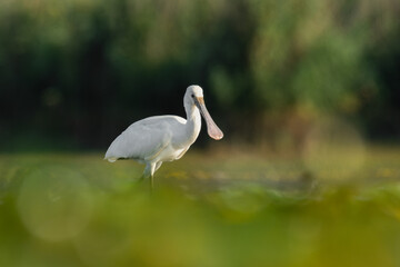Eurasian spoonbill (Platalea leucorodia) a beautiful waterbird standing in the water of a muddy lake. Detailed portrait of a spoonbill in its habitat. Wildlife scene from nature. Hungary