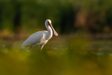 Eurasian spoonbill (Platalea leucorodia) a beautiful waterbird standing in the water of a muddy lake. Detailed portrait of a spoonbill in its habitat. Wildlife scene from nature. Hungary