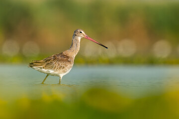 Obraz premium Black-tailed godwit (Limosa limosa) a beautiful shorebird standing in the water of a muddy lake. Detailed portrait of a wader in its habitat. Wildlife scene from nauture. Hungary