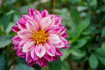 Multi color dahlia flower growing outdoors in a flower garden. Purple, pink, white flower. Unique and beautiful.