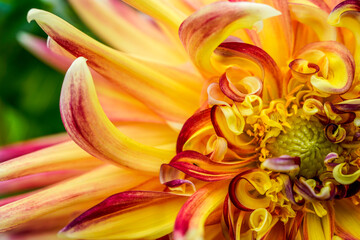 Macro image of a colorful Akita dahlia flower. Orange, red, and yellow flowers. Many curled petals.  Half of the flower is captured.