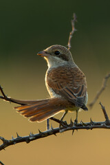 Red-backed shrike (Lanius collurio) male, beautiful songbird sitting on a branch at sunset. Shrike silhouette with orange background. Wildlife scene from nature. Czech Republic